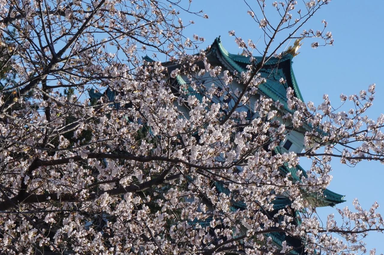 桜満開の名古屋城と名城公園の写真 2025