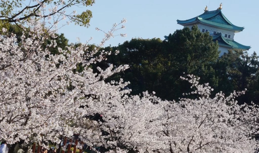 桜満開の名古屋城と名城公園の写真 2025|Ordinary Life