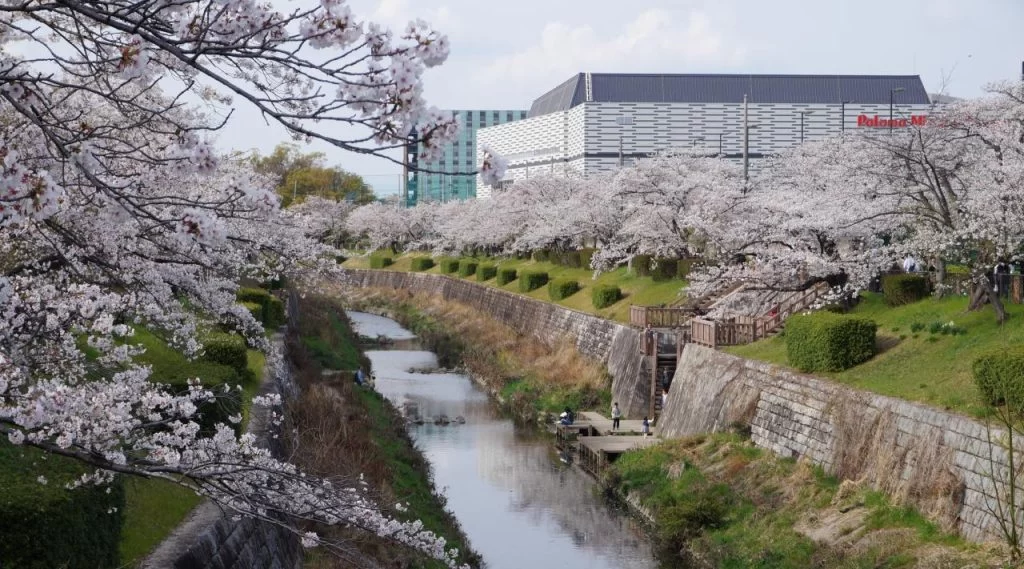 桜満開の名古屋山崎川の写真 2025|Ordinary Life 桜満開の名古屋山崎川の写真 2025|Ordinary Life