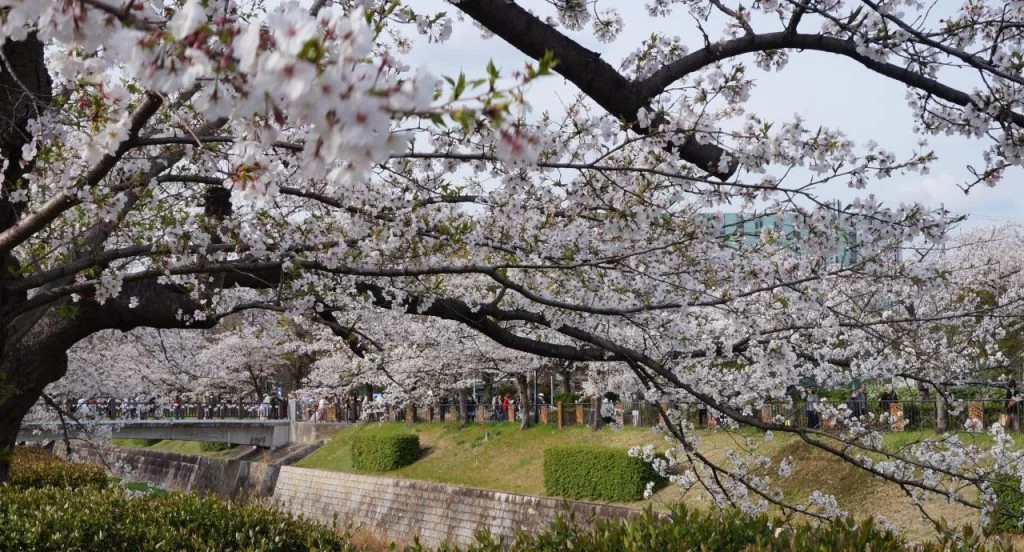 桜満開の名古屋山崎川の写真 2025|Ordinary Life 桜満開の名古屋山崎川の写真 2025|Ordinary Life