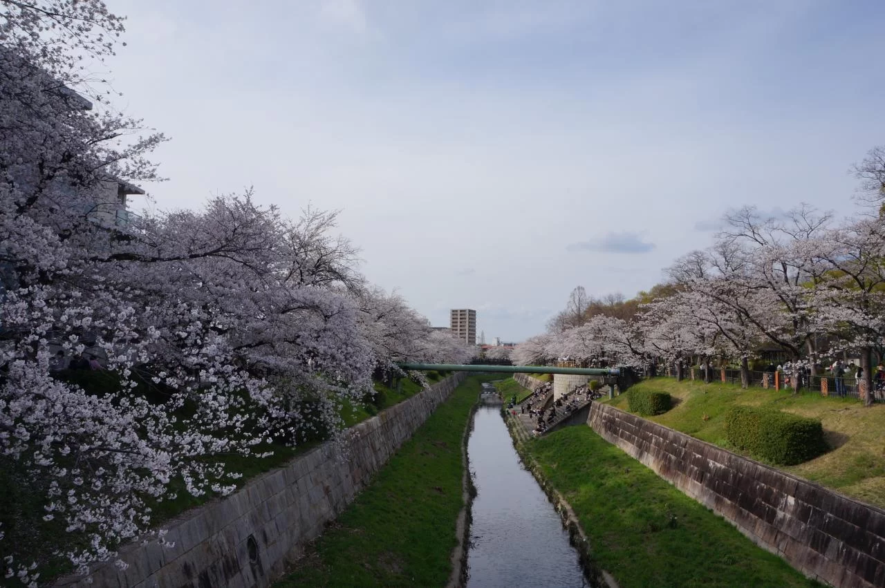 今が一番桜がきれいに見られない時代なのかも．．