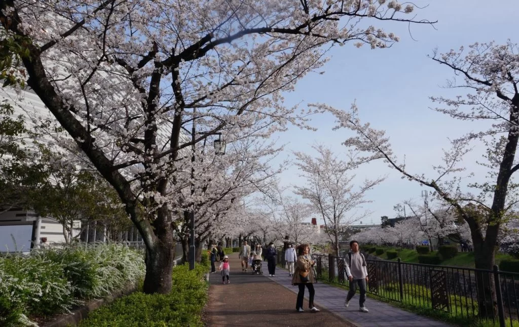 桜満開の名古屋山崎川の写真 2025|Ordinary Life 桜満開の名古屋山崎川の写真 2025|Ordinary Life