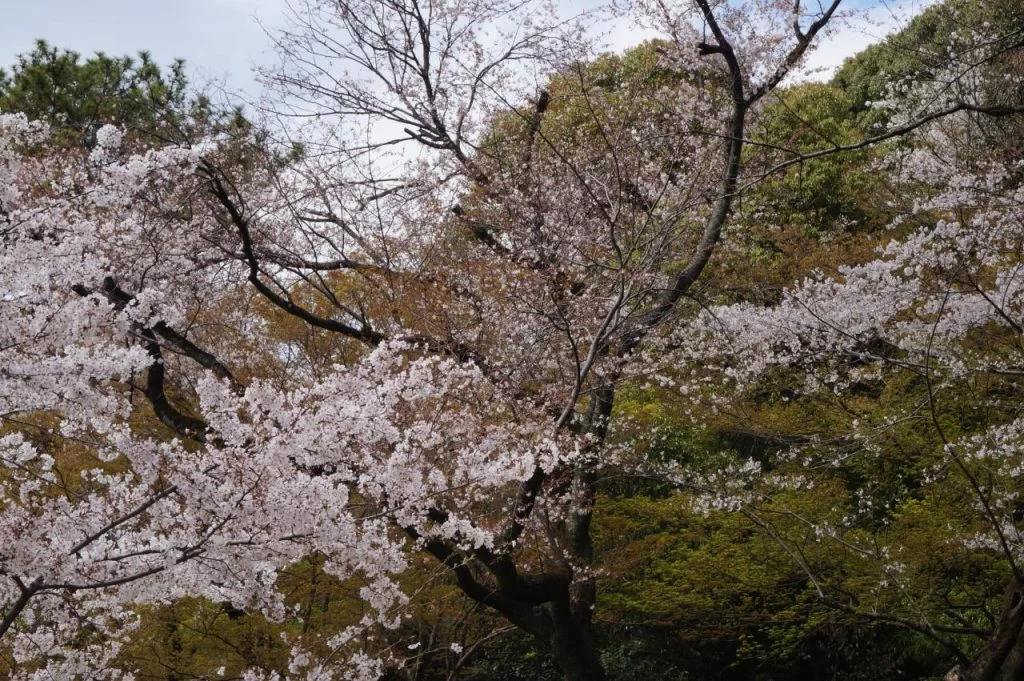 桜満開の小牧市小牧山の写真2025|Ordinary Life