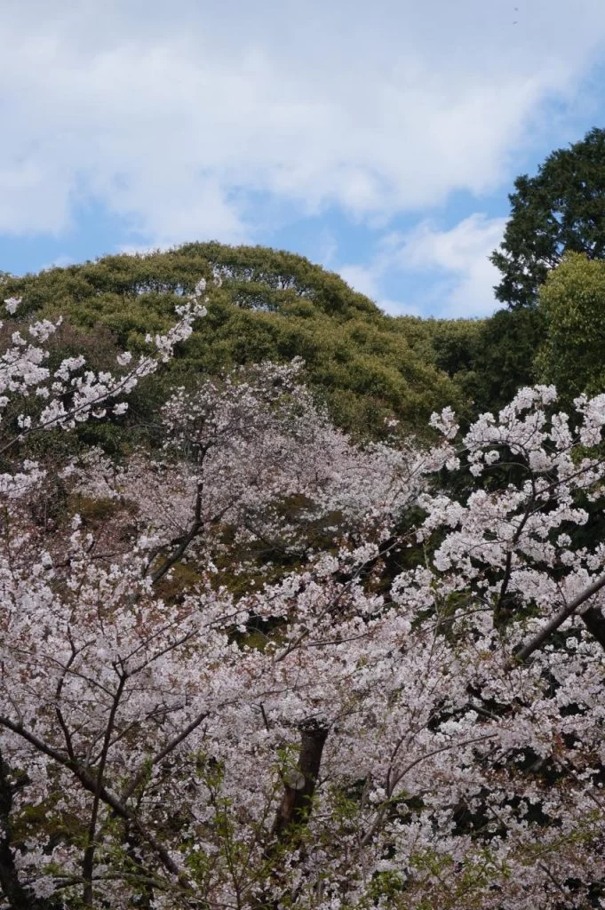 桜満開の小牧市小牧山の写真2025|Ordinary Life