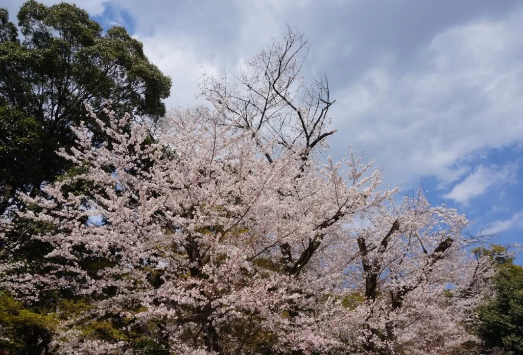 桜満開の小牧市小牧山の写真2025|Ordinary Life