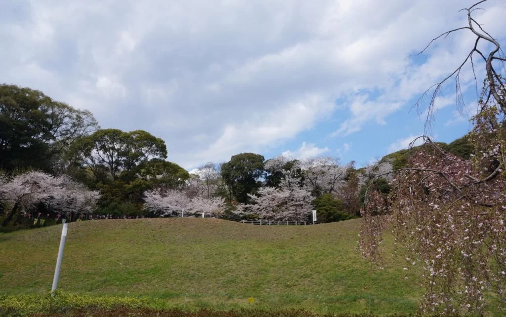 桜満開の小牧市小牧山の写真2025|Ordinary Life