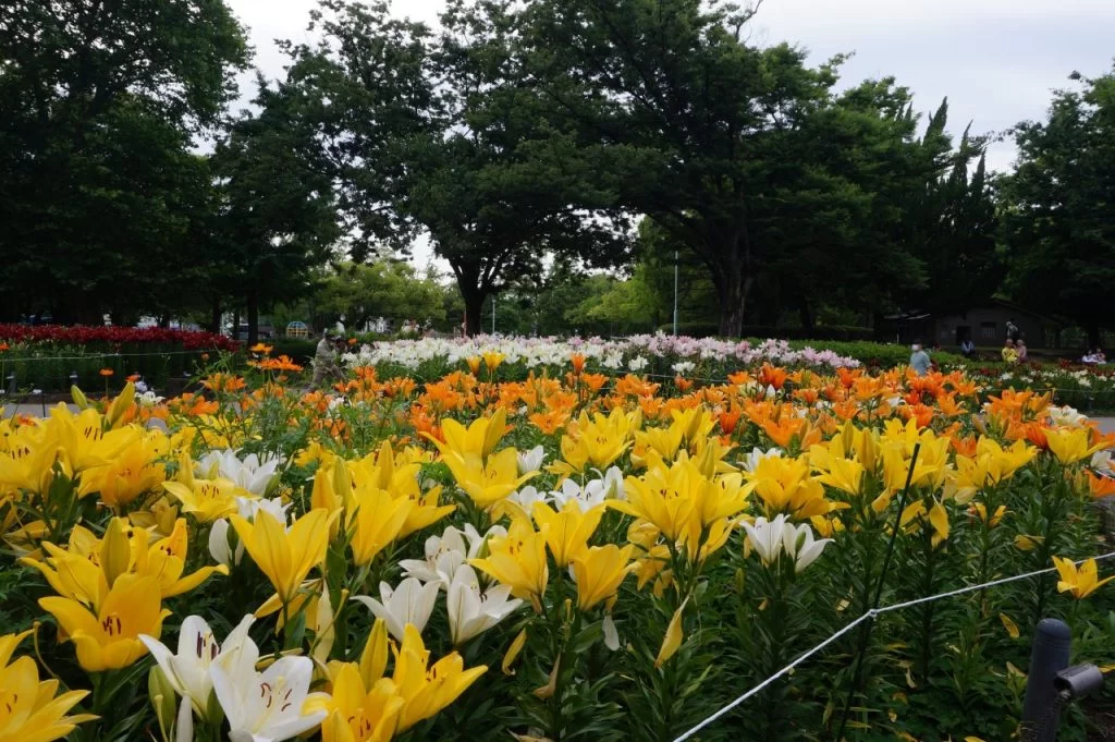 ユリ咲き誇る名古屋市千種公園|Ordinary Life