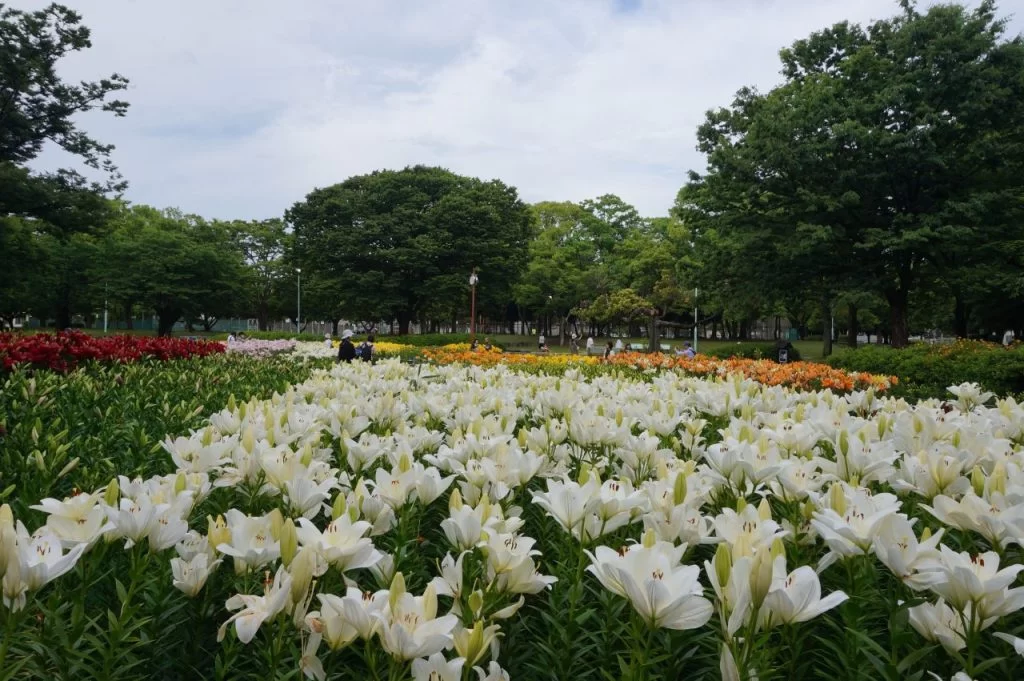 ユリ咲き誇る名古屋市千種公園|Ordinary Life
