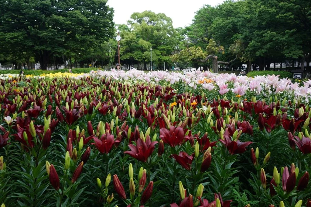 ユリ咲き誇る名古屋市千種公園|Ordinary Life