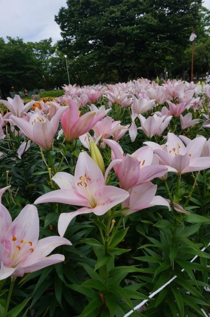 ユリ咲き誇る名古屋市千種公園|Ordinary Life